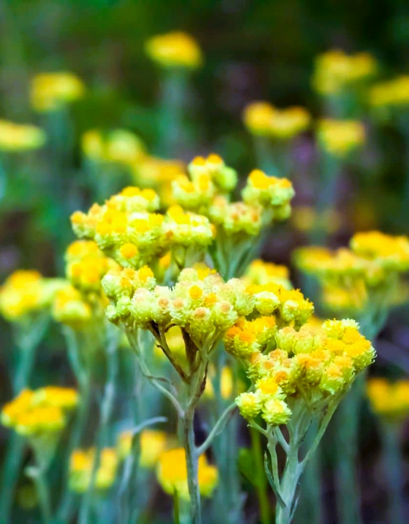 Immortelle de Corse - Fleur d'or et trésor éternel du maquis